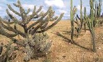 Caatinga